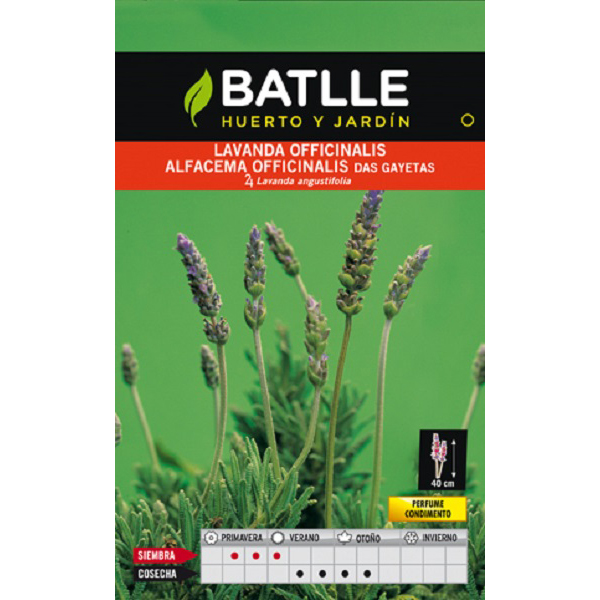 lavanda_agrogarden