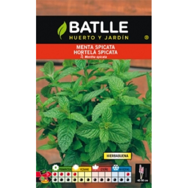 mentaspicatahierbabuena_agrogarden