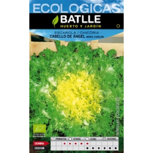 escarolacabellodeangel_agrogarden
