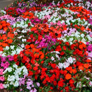 SEMILLAS FLORES